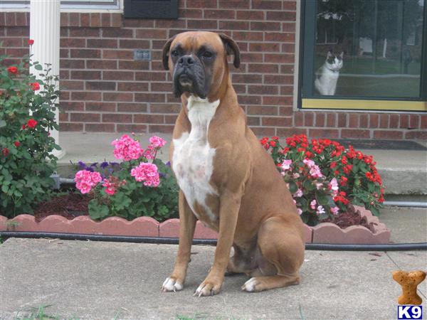 Stud Dogs - Boxer
